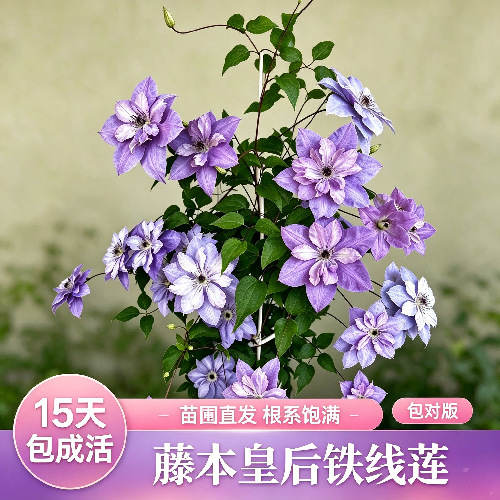 铁线莲倒影乌托邦小绿爬藤植物庭院阳台绿植花卉重瓣大花易活耐寒