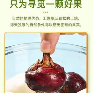 湖南辰溪现挖新鲜马蹄荸荠脆甜无渣红皮马蹄汁水丰富当季水果蔬菜