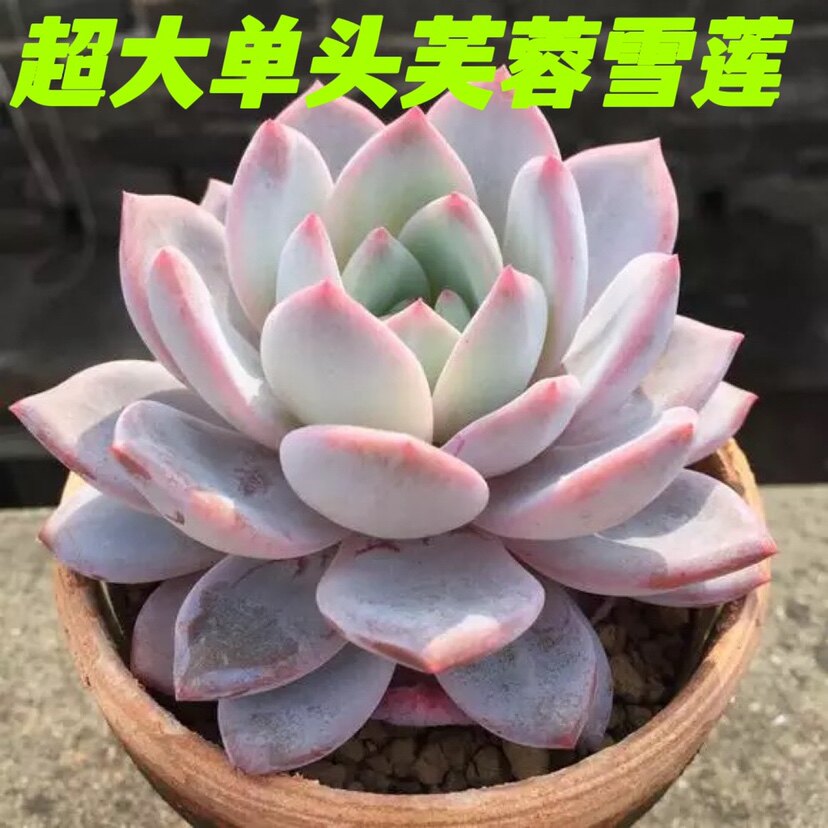 芙蓉雪莲多肉植物超大老桩一物一拍多头群生缀化组合盆栽室内包邮