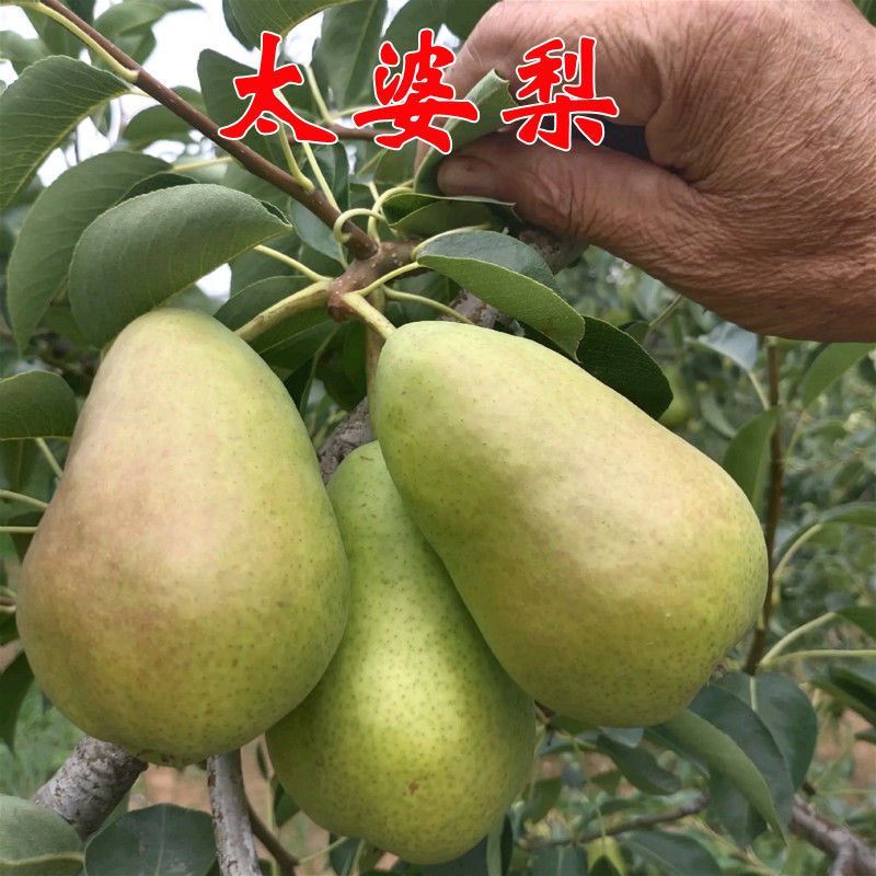 新品太婆梨苗茄梨嫁接果树苗 香蕉梨苗大头巴梨香软梨酥梨树当