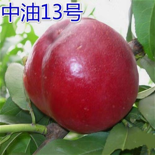 嫁接油桃树苗新品种中油13号千年红油桃树苗46-28南方北方种植