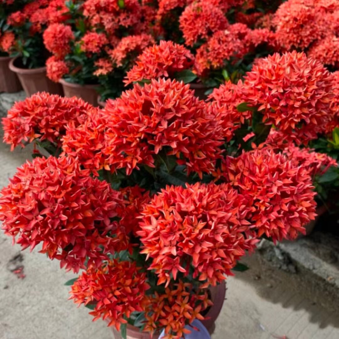 细叶龙船花小叶龙船花山丹丹百日红阳台庭院室外多季开花好养植物