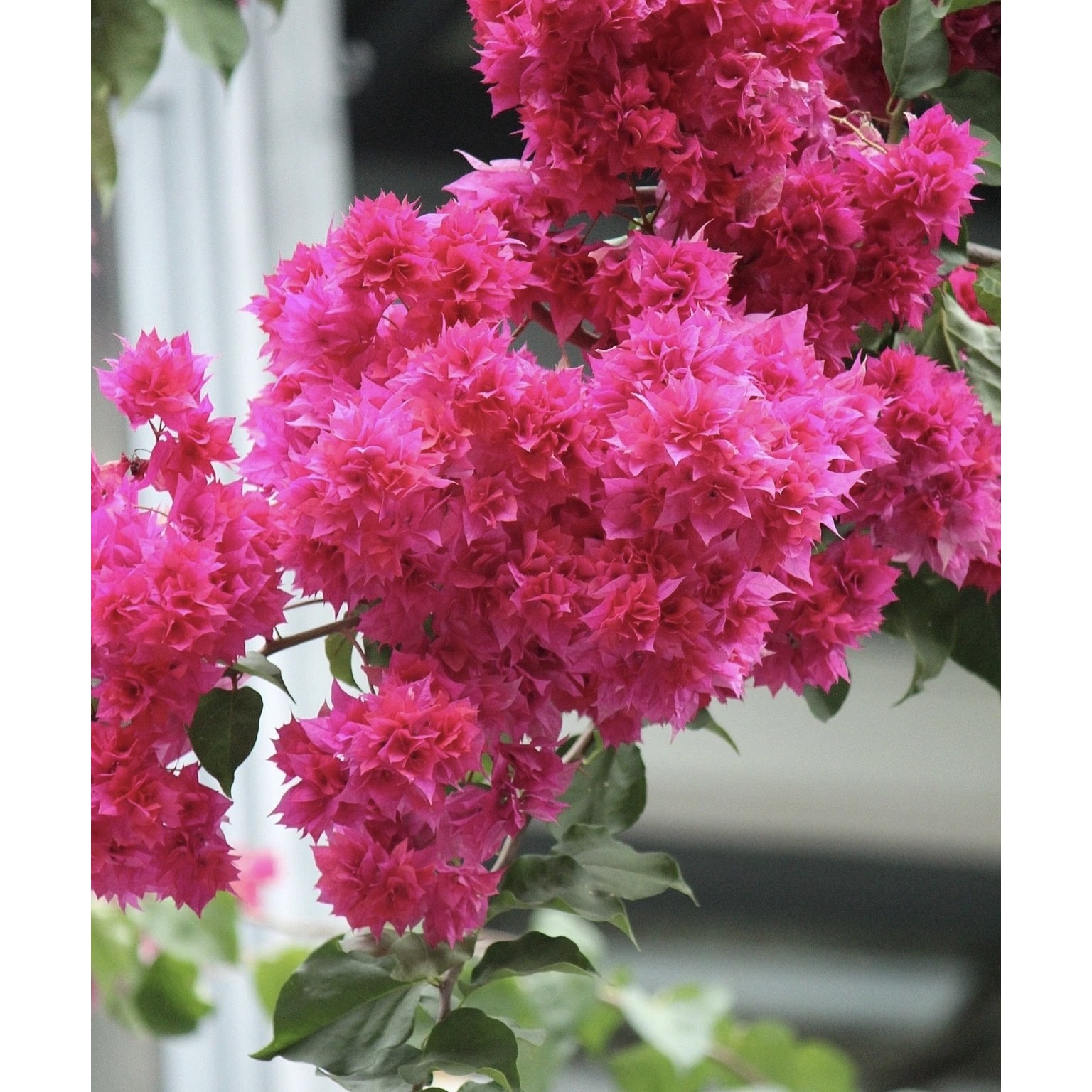 【重瓣红】三角梅四季开花勤花爬藤植物阳台庭院绿植观赏
