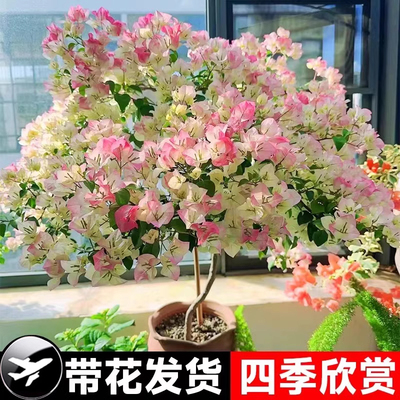 三角梅勒杜鹃四季开花庭院美观