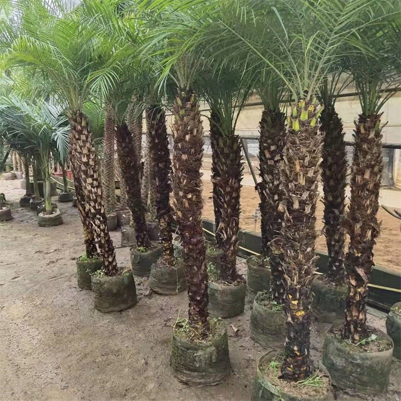 美丽针葵苗美丽针葵树软叶刺葵树大江边刺葵苗植物活棕榈