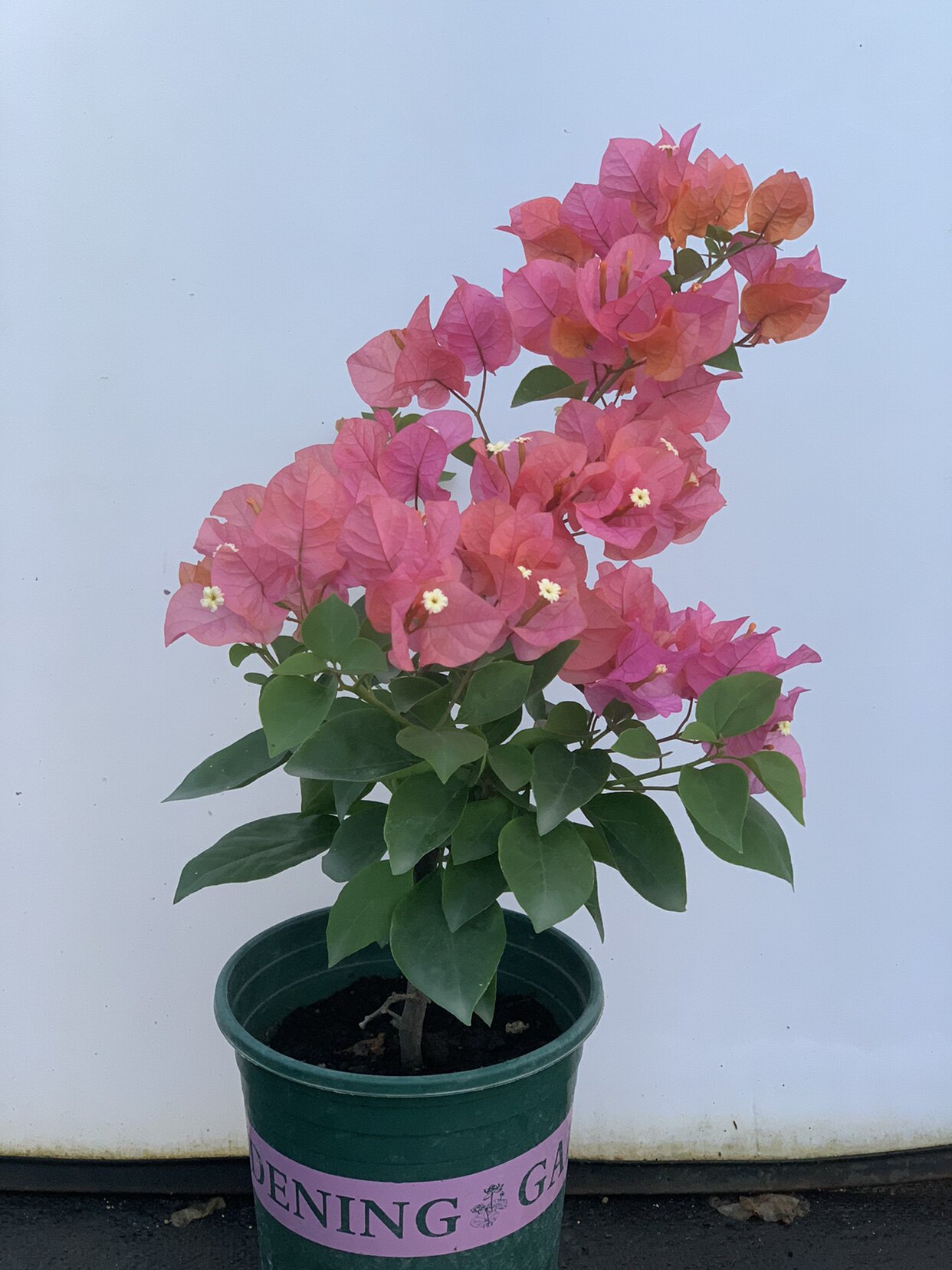 三角梅(波伊斯玫瑰)波妹 四季开花 好养