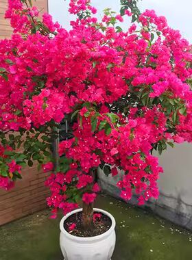 老实人苗木三角梅四季开花