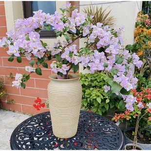 【丽娜】三角梅盆栽室内客厅办公室桌面绿植花卉勤花好养活