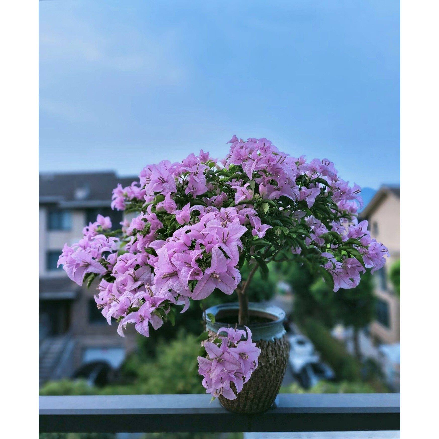 【巴西紫】三角梅可爬藤阳台庭院三角梅