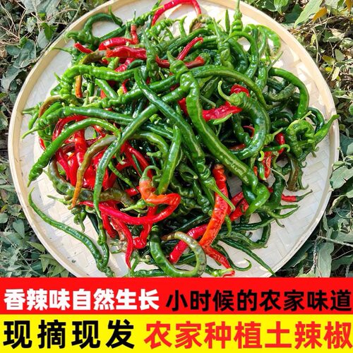 现摘江西特产新鲜秋辣椒农家露天中辣香辣薄皮青线椒蔬菜拔树辣椒