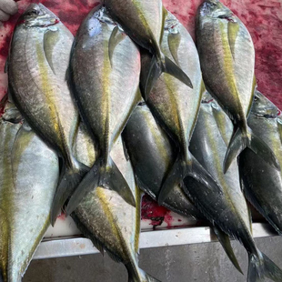 冰鲜大竹夹鱼 池鱼王