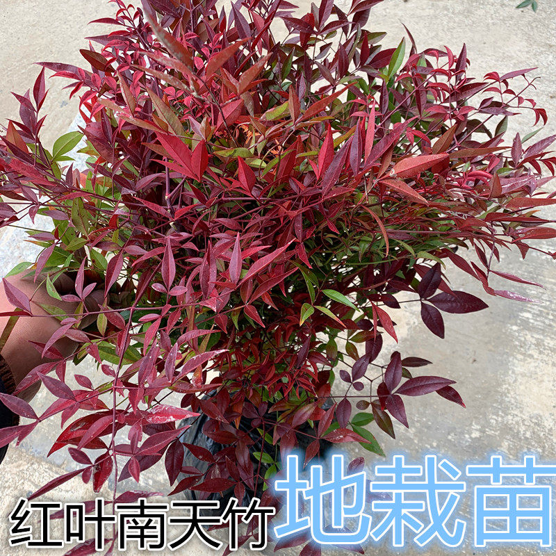 南天竹树苗红天竹苗庭院观叶植物绿化苗木耐寒办公室内绿植盆景竹