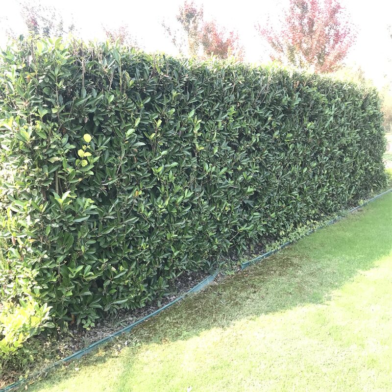 别墅庭院植物法国冬青绿篱笆围墙护栏四季常青珊瑚树苗耐寒风景树