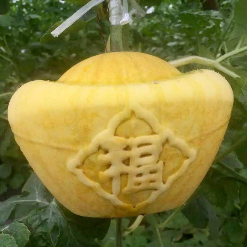 方形西瓜定型生长模爱心形西瓜模具福字飞龙金元宝形甜瓜模子包邮