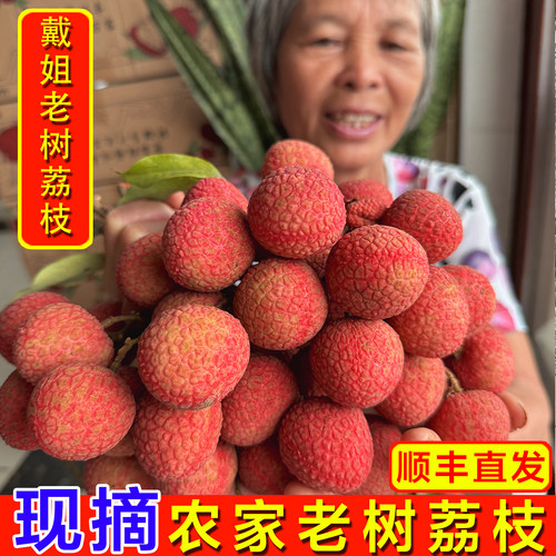 戴姐老树荔枝净重发货现摘现发