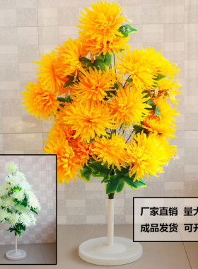 新款龙须菊菊花祭祀扫墓陵园清明龙爪菊冬至上坟摆放陵园菊花