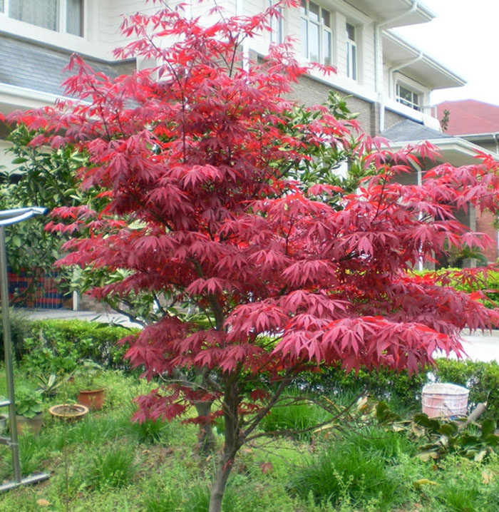 风景树苗园林绿化苗木嫁接红枫苗庭院植物盆栽中国红枫苗红枫小苗