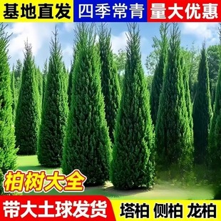 柏树坟地塔柏蜀侩松柏树苗塔松侩柏墓地松清明节扫墓松树侧柏宝塔