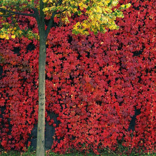 三叶地锦苗盆栽三叶爬山虎苗室内攀援花卉观花爬藤植物四季爬墙虎