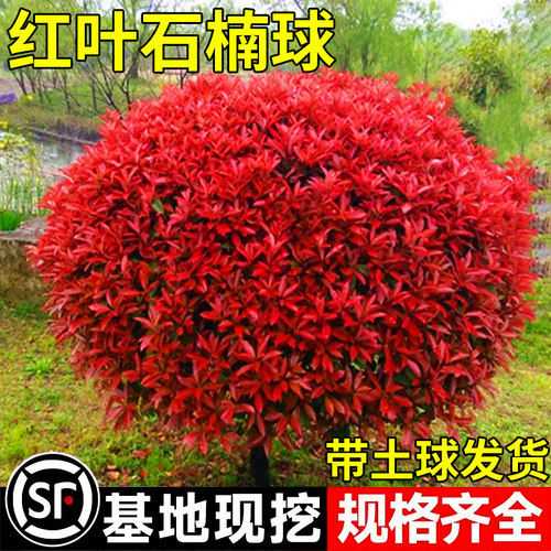 红叶石楠球树苗高杆大树球形小苗庭院园林绿化苗绿篱四季常青植物