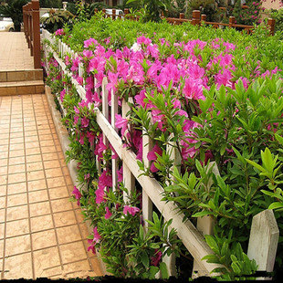 园林绿化苗木庭院植物毛杜鹃树苗四季开花常青花园绿篱笆锦绣杜鹃
