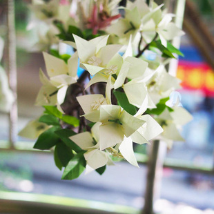 盆栽地栽三角梅树苗庭院攀援植物花卉绿植重瓣大苗白花三角梅苗