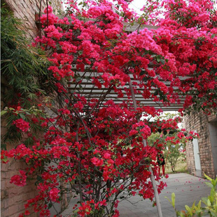 盆栽地栽三角梅树苗庭院攀援植物花卉绿植重瓣大苗红花三角梅苗