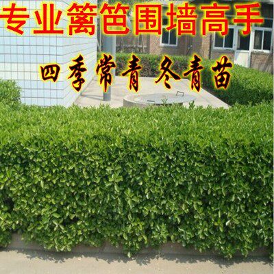 冬青苗树苗北海道黄杨苗法国冬青庭院围墙篱笆植物四季常青绿化苗