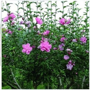 木槿花树苗单瓣重瓣木槿花 当年开花 绿化庭院植物 做篱笆墙 围栏