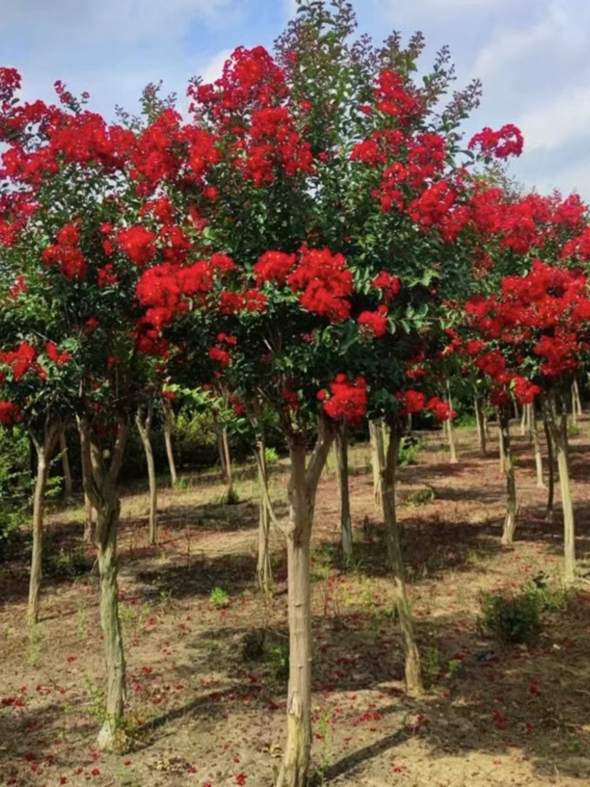 紫薇花树苗美国红火箭红火球百日红庭院盆栽地栽紫薇树耐寒风景树