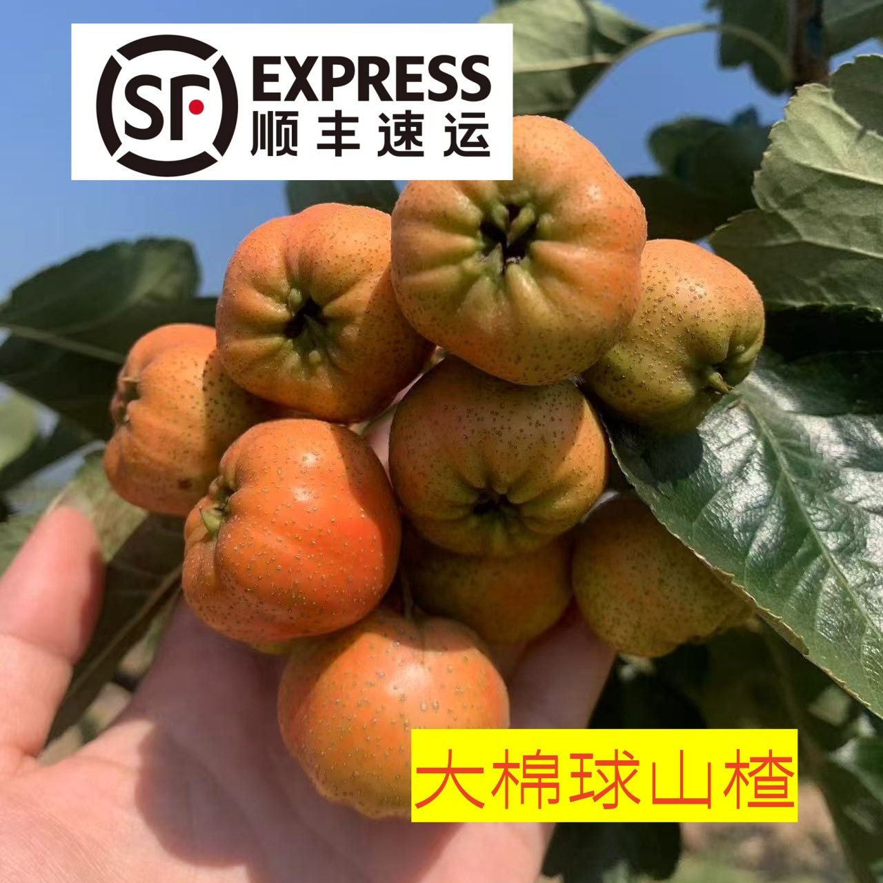 【顺丰】2025现摘现发新鲜大棉球糖葫芦专用,水产肉类/新鲜蔬果/熟食,山楂/红果,淘宝优惠券,粉丝福利购,淘宝优惠卷