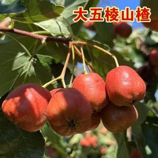 新鲜山楂果大五棱鲜果水果山里红果冰糖葫芦原料孕妇水果山楂片