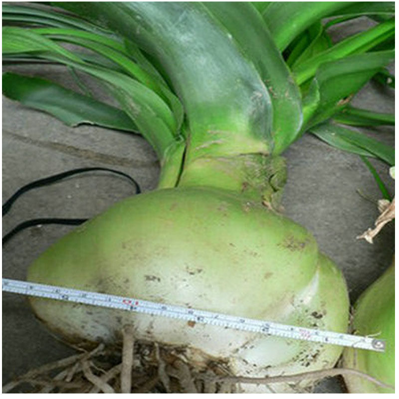 旱三奇虎眼万年青花卉药用球阳台花台百合科植物直径7-11公分12元