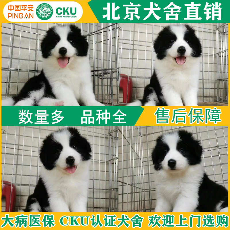 边境牧羊犬北京犬舍边牧幼犬赛级