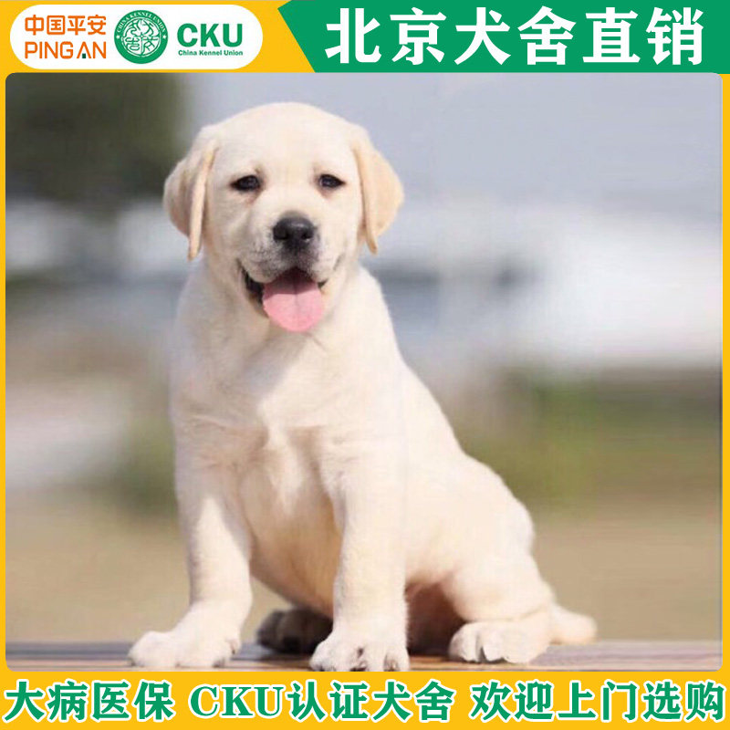 北京拉布拉多幼犬纯种活体宠物狗狗金毛导盲犬寻回猎犬双血统边牧