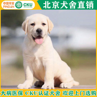 北京拉布拉多幼犬纯种活体宠物狗狗金毛导盲犬寻回猎犬双血统边牧