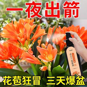 君子兰免稀释营养液专用促箭剂治黄叶不对称防黄叶烂根液体肥料