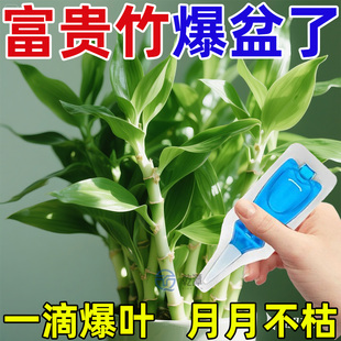 富贵竹营养液叶子发黄枯瘦烂根专用营养液水培土培防黄叶生根肥料