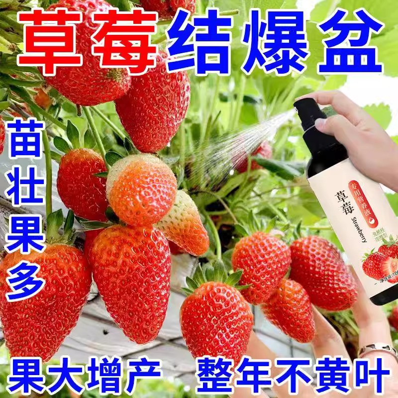 草莓专用营养液肥料免稀释家用盆栽有机肥料生长坐果期瓜果通用肥