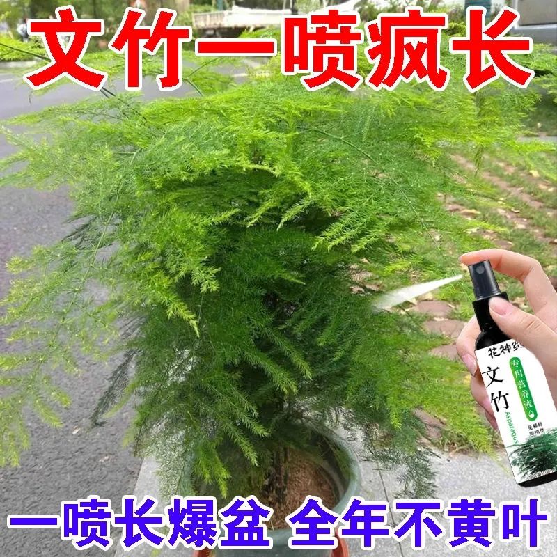 文竹专用营养液肥料根部发黄干尖枯瘦叶子烂根一喷绿生根生长变绿