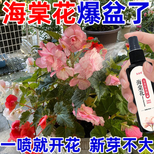 海棠花营养液专用快速发芽长新叶促开花防黄叶落叶枯萎直喷液体肥