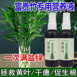富贵竹专用营养液叶子发黄促生根液植物水培营养液 翠绿 四季