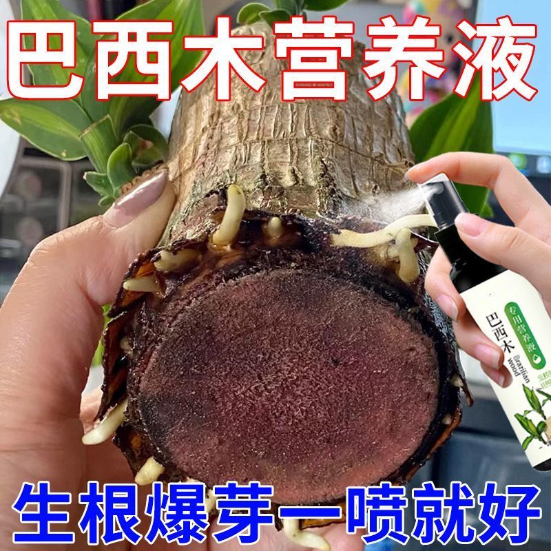 巴西木营养液专用肥料幸运木水培促爆芽防黄叶底部发霉生根液体肥 鲜花速递/花卉仿真/绿植园艺 家庭园艺肥料 原图主图