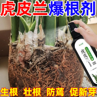 虎皮兰专用爆芽素增肥生根防徒长盆栽免稀释直喷营养液液体肥料