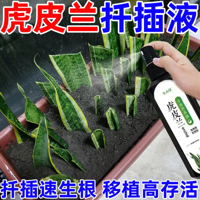【爆芽素】虎皮兰营养液专用肥扦插生根发芽促生长盆栽绿植叶面肥