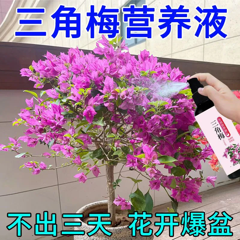 三角梅营养液专用促芽剂催干枝发芽治黄叶落叶枯萎壮根助生长肥料