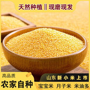 山东黄小米贡米当季新米宝宝辅食月子米五谷杂粮小米粥农家自种米