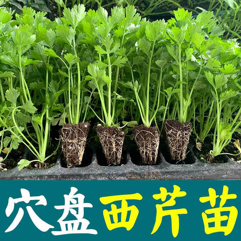 大肉西芹秧苗根带土新鲜芹菜苗子阳台盆栽秋季耐寒蔬菜苗种苗