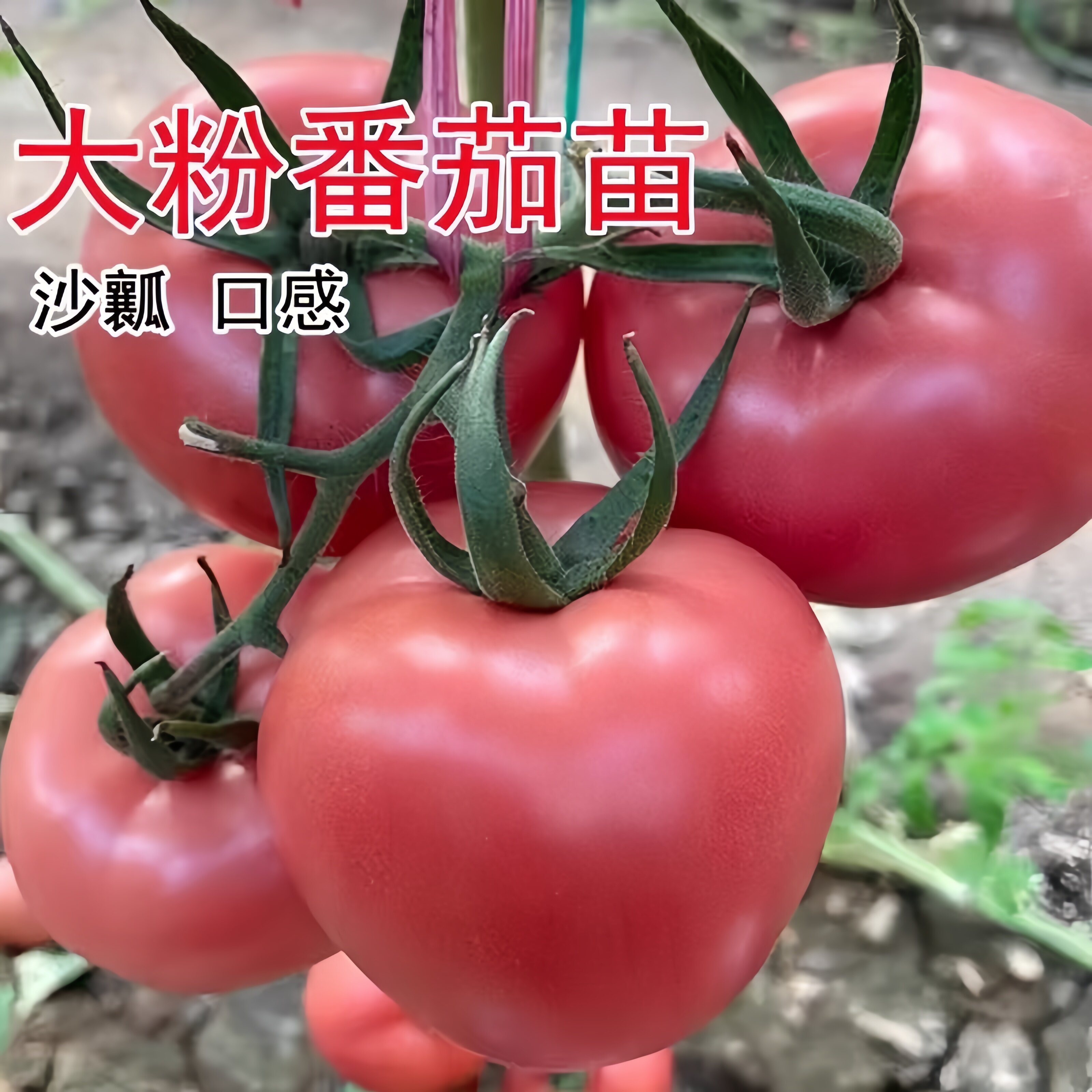 老品种大粉番茄苗种子沙瓤口感圣女果盆栽庭院阳台蔬菜种苗
