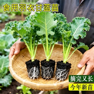 紫羽衣羽衣甘蓝苗盆栽种苗带土球根系发达四季好养当年新苗